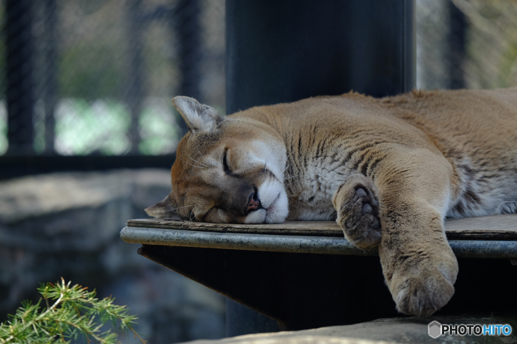 元野良猫