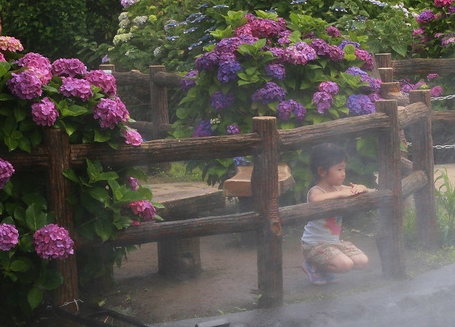 開成紫陽花