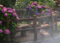 開成紫陽花