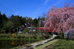 桜と鯉のぼり