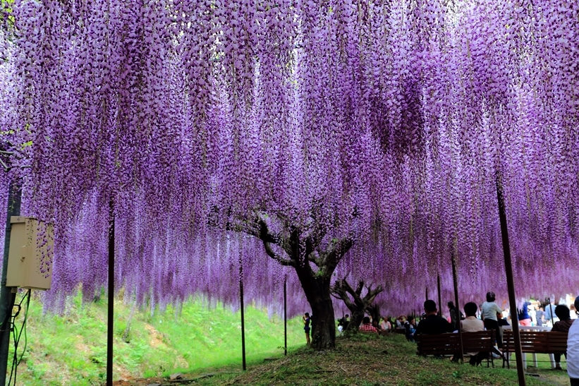 白コウお寺藤