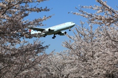 桜に包まれて