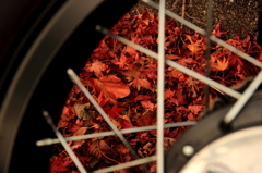 紅葉