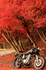 バイクと紅葉