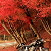 バイクと紅葉