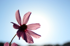 秋桜