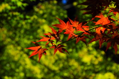 一足早い紅葉