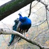 華麗な木登り