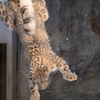 ジャンプ！