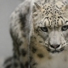ユキヒョウ