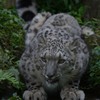 ユキヒョウその1