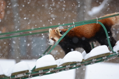 雪の中の散歩