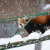 雪の中の散歩