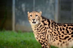 チーター