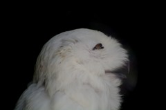 フクロウは見ていた…