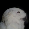 フクロウは見ていた…