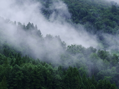 夏・雲霧の森