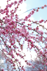 春へ向かう