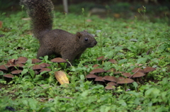 公園のリス