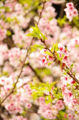 日本を越えて桜前線追っかける