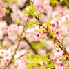 日本を越えて桜前線追っかける