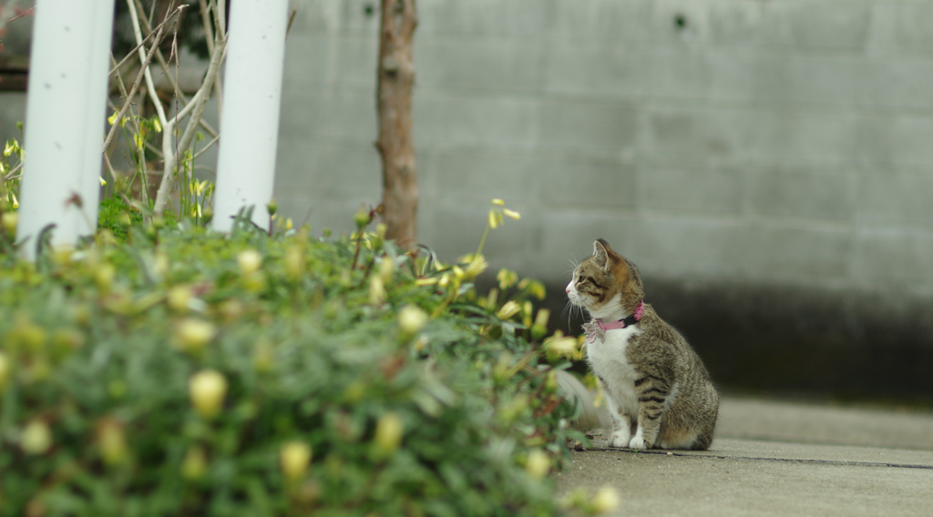 すまし顔