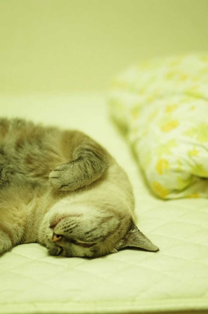 my petに盗られたmy bed