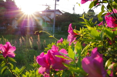 沈む夕日を眺める