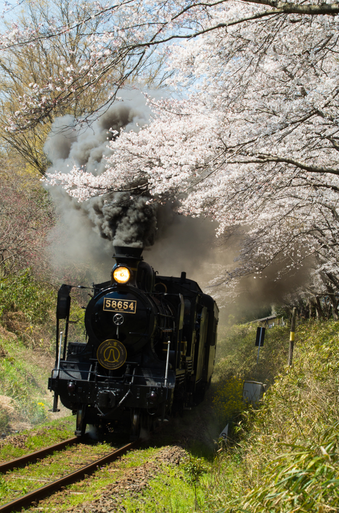 Sakura　Luck