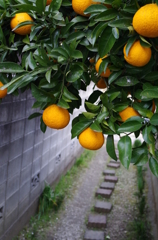 たわわに