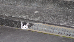 発見