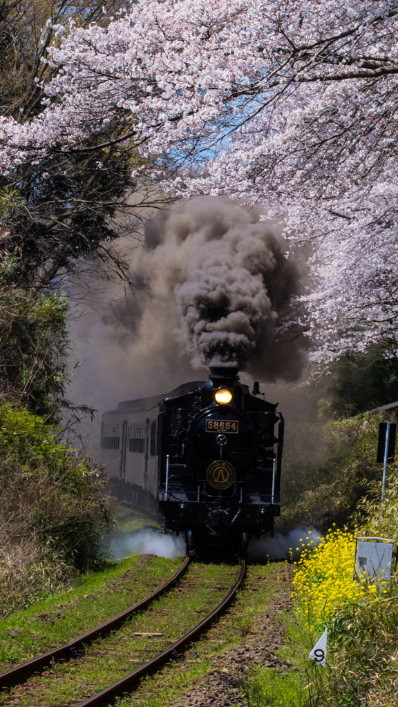 桜の道