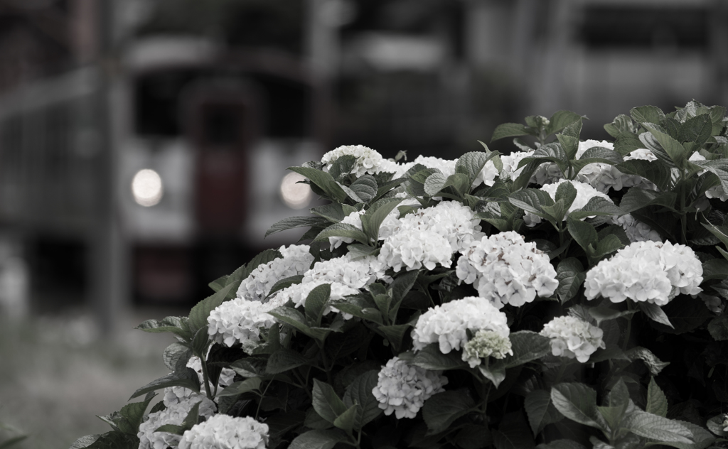 紫陽花の季節