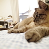 休日