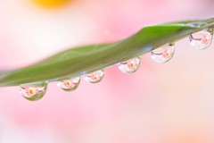 水滴お花畑の術