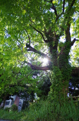 通勤路