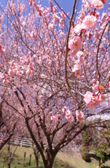 やってきた春