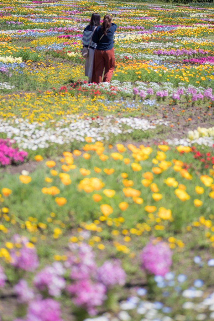 一面の花畑