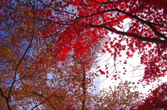 紅葉と木漏れ日