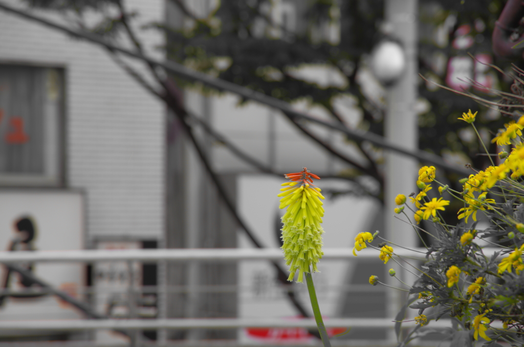 駅前に咲いてた