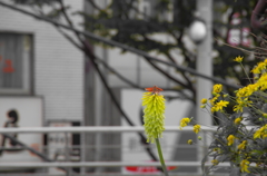 駅前に咲いてた