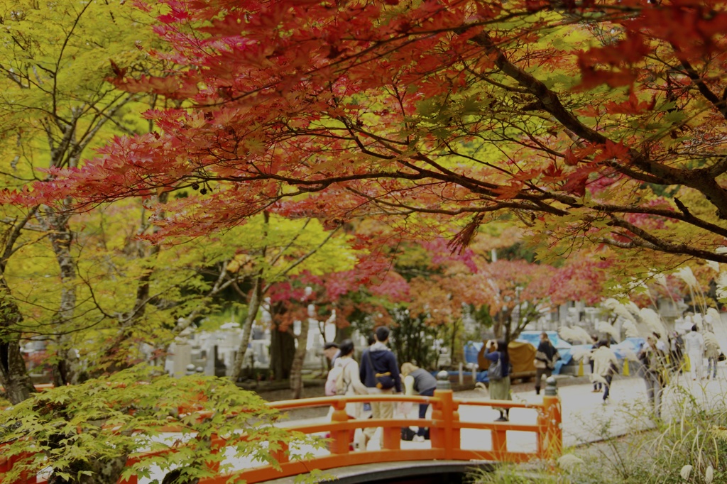 高野山紅葉２