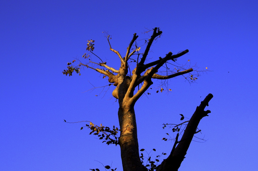 この木なんの木