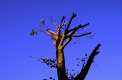 この木なんの木