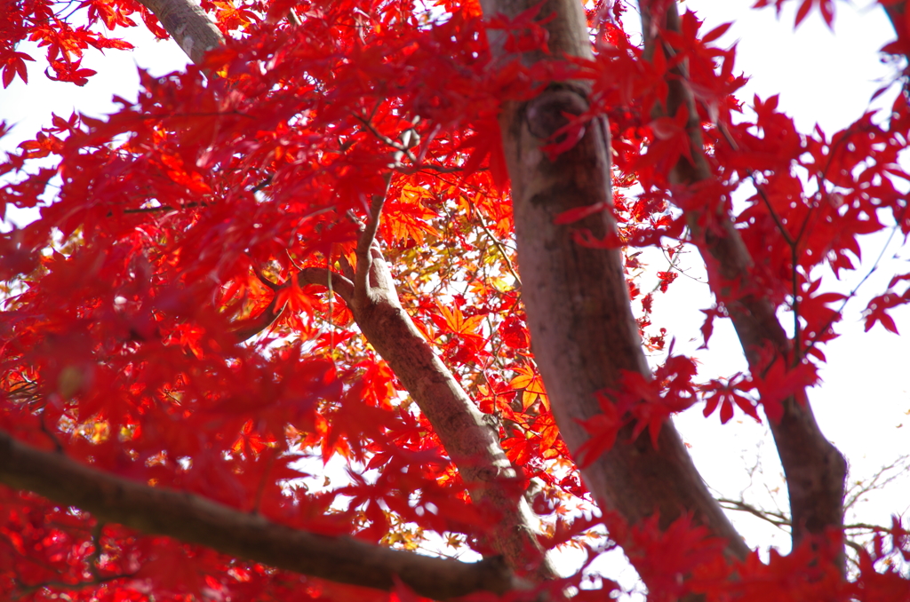赤に染まる