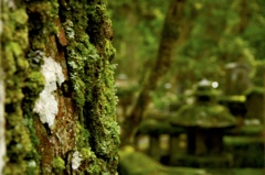 苔好きなんだよね