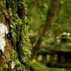 苔好きなんだよね
