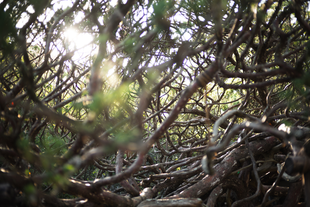 Old tree