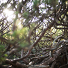 Old tree