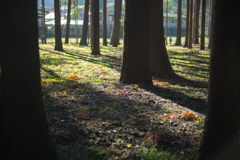 Woods
